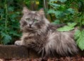 /album/quinto-varios/h-408-gato-gris-jpg/